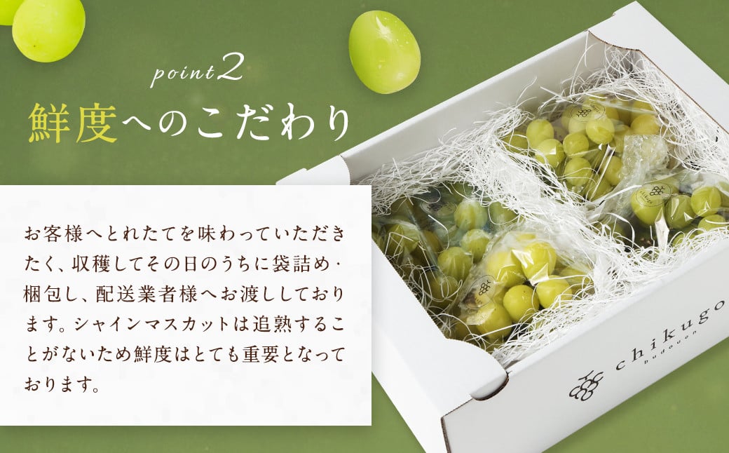 【訳あり】農園直送！ シャインマスカット 約1kg 【2026年8月発送予定】 ぶどう マスカット 果物 フルーツ