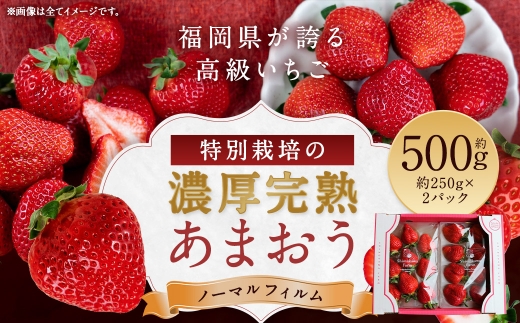 特別栽培の濃厚完熟あまおう 約500g 約250g×2パック【2026年12月上旬～4月下旬まで発送予定】 苺 いちご あまおう 果物 フルーツ 福岡県