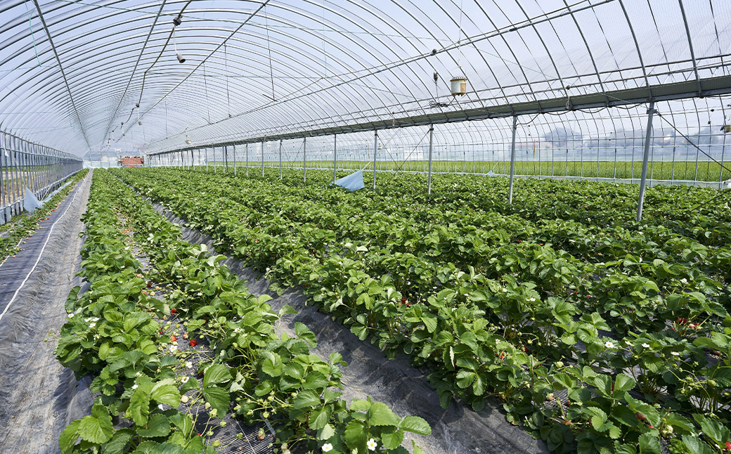 希少な地元産いちご 『みつのか』 280g×4パック 計1.12kg 【2025年12月下旬から2026年3月下旬発送予定】