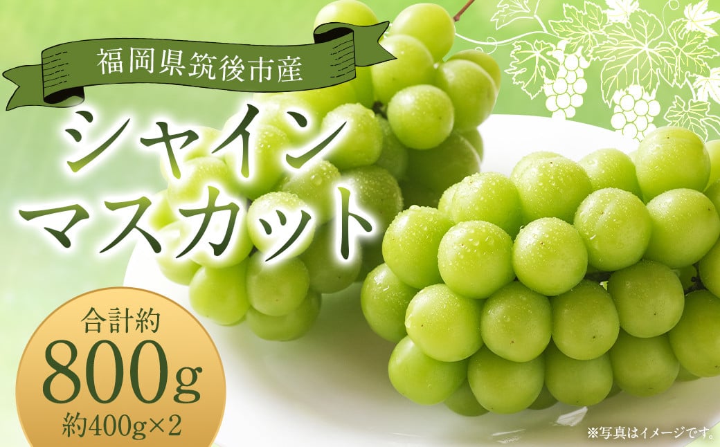 シャインマスカット 約800g 400g×2 【2025年8月下旬から9月下旬発送予定】 ぶどう 葡萄 種なし 大粒 果物  マスカット フルーツ デザート 冷蔵