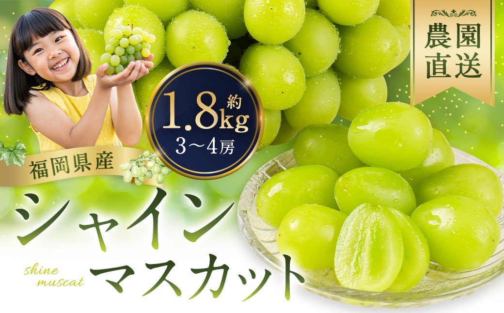 農園直送！ シャインマスカット 約1.8kg 3〜4房 【2026年8月発送予定】 ぶどう マスカット 果物 フルーツ