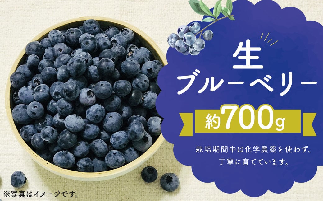 生ブルーベリー  約700g (約350g×2パック) 冷蔵 【2024年7月上旬~8月下旬発送】