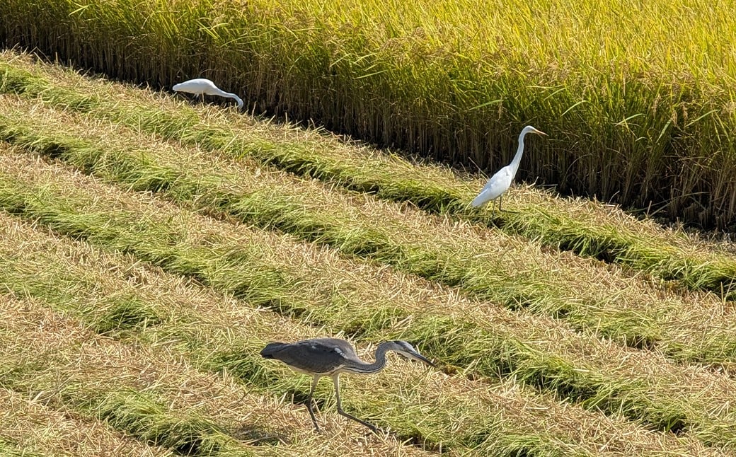福岡県産実りつくし5kg×1袋 白米 はくまい 米 こめ ご飯 精米 国産