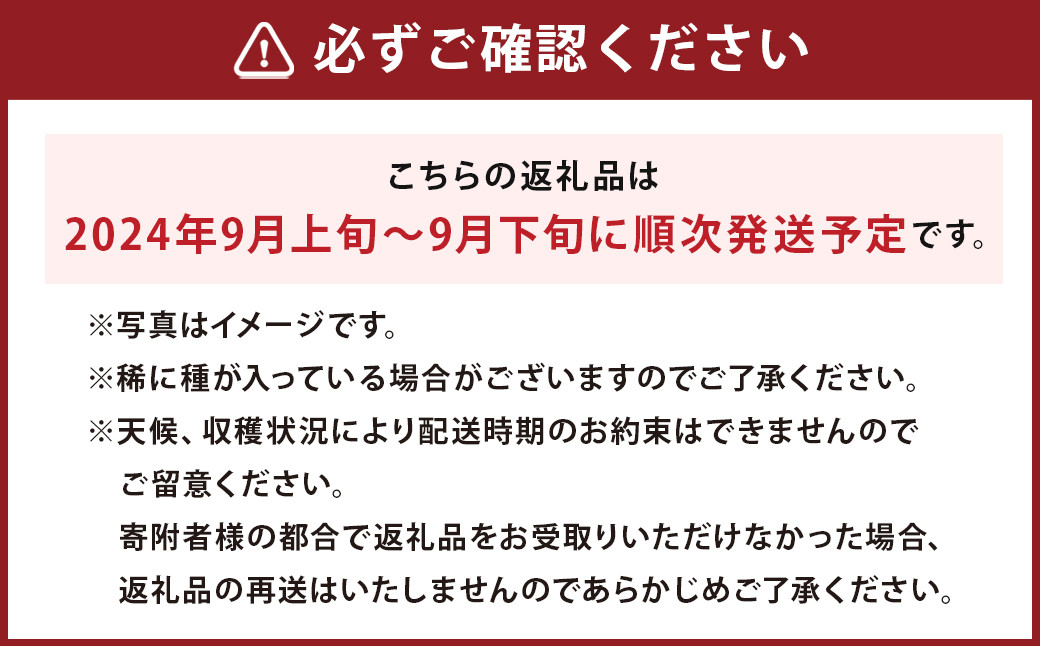 シャインマスカット 約1.46kg 【2024年9月上旬から9月下旬発送予定】 マスカット ぶどう 果物 フルーツ お取り寄せ デザート おやつ 福岡県産 冷蔵