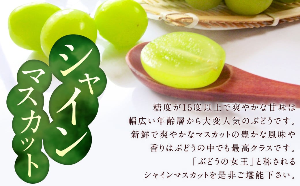 先行予約 シャインマスカット 約1.4kg 【2025年8月上旬～9月下旬発送】 ぶどう 葡萄 ブドウ マスカット 果物 フルーツ