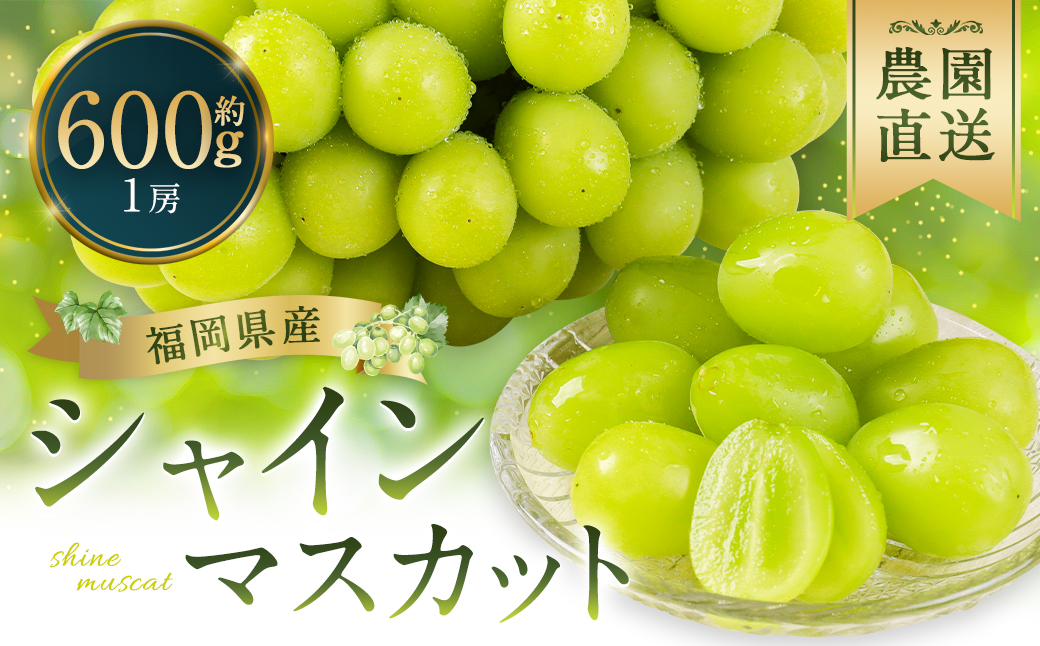 シャインマスカット 農園直送｜収穫当日発送・アフター保証 約600g （1房）　【2026年8月上旬～10月上旬発送予定】福岡県産 フルーツ ぶどう
