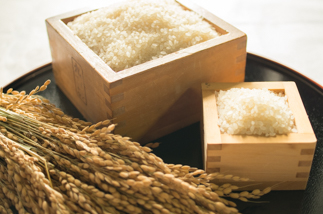 2024年秋収穫分 福岡県大川市産ヒノヒカリ 5kg【ギフト包装】