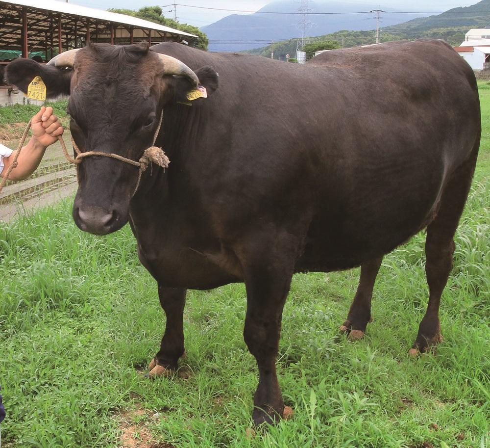 (蜈ィ10蝗槫ョ壽悄萓ソ)縲植5ス4遲臥エ壹大忽螟壼柱迚幄か繝ュ繝シ繧ケ縺縺吝繧 1kg