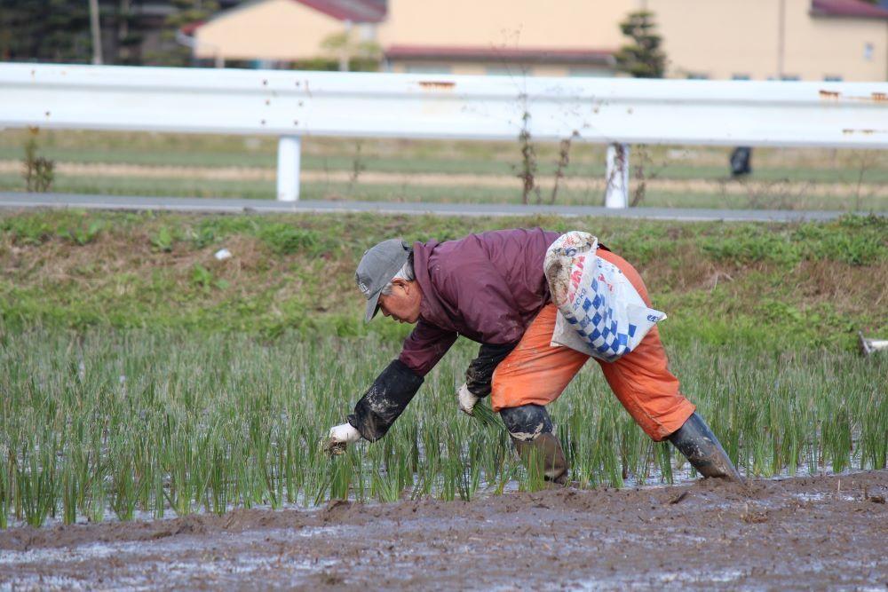 OTO い草ドアマット 48×120cm【ZIG-ZAG OR】