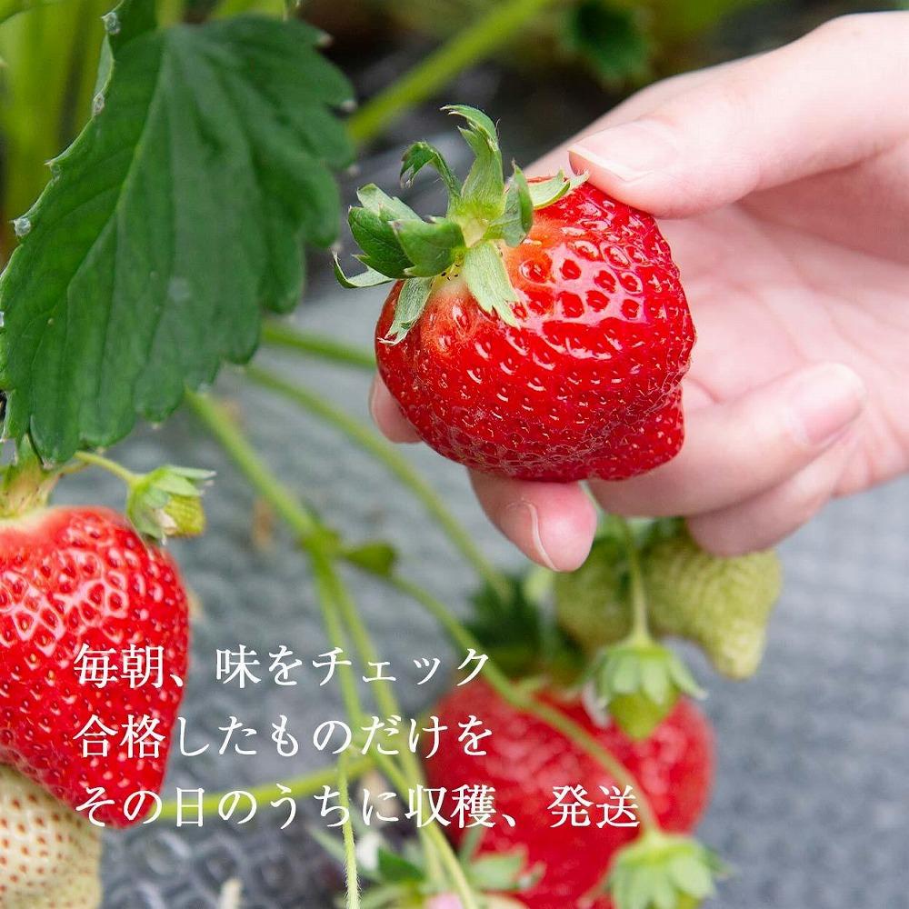 【2026年1月～4月出荷分予約販売】★たっぷり1000g！★ミニサイズの「完熟あまおう」セット