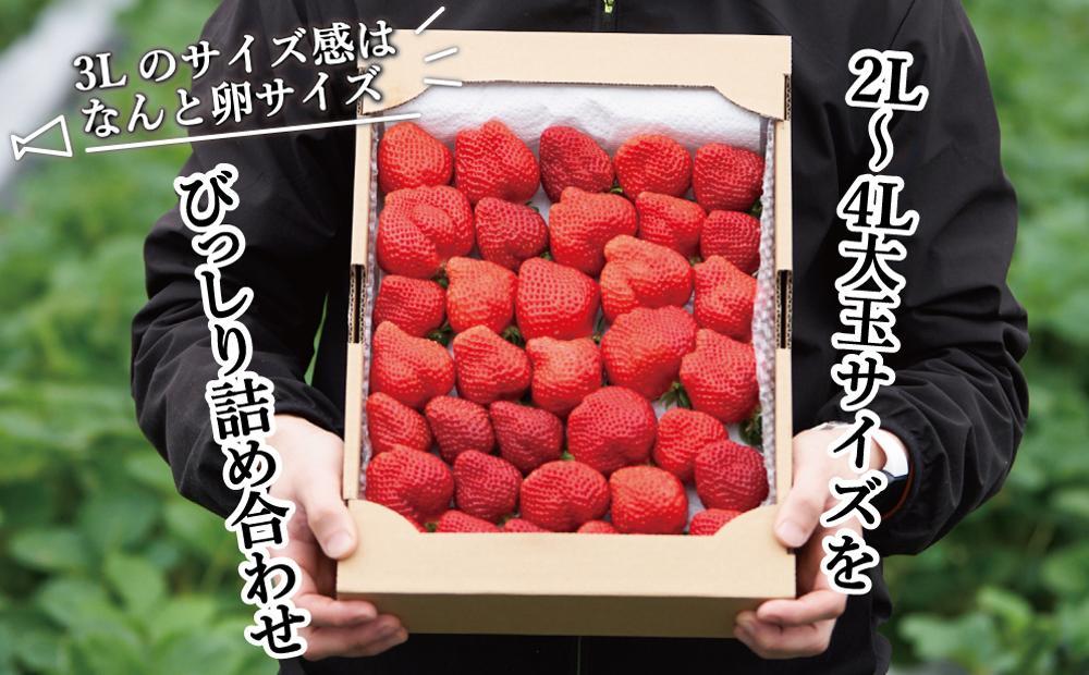 【2027年1月～4月出荷分予約販売】★開けてびっくり★驚きのボリューム完熟あまおう大玉詰め合わせ1200g
