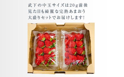 【2026年1月～4月出荷分予約販売】武下さんちのあまおう 中玉盛り合わせ1000g（500g×2パック）