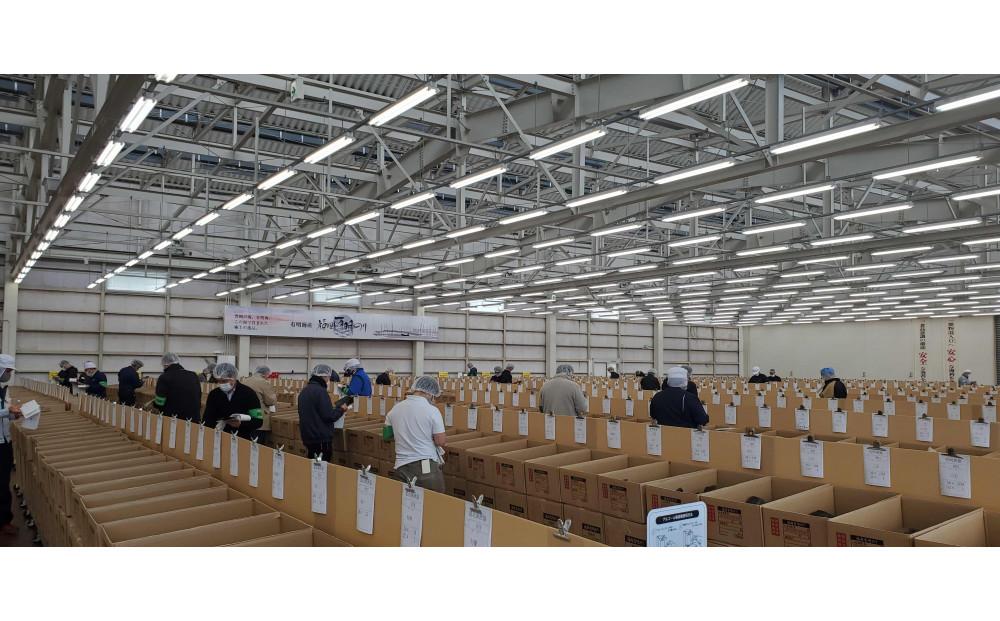 有明育ち 運草(塩のり) 30パック【福岡有明のり】