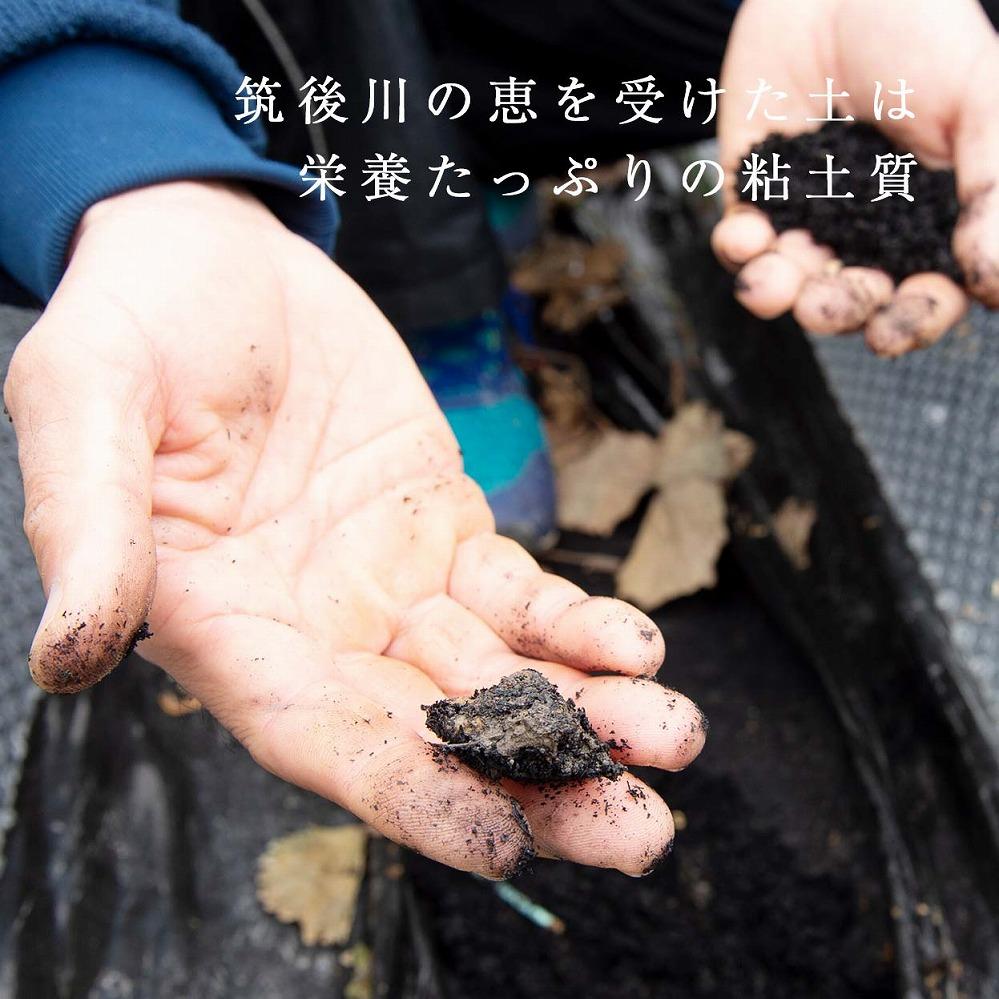 【2027年1月～4月出荷分予約販売】★身近な人間関係のお祝いに★「完熟あまおう」3L～4Lミックス詰め合わせ 900g入り