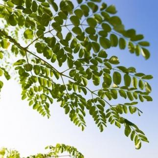 çŠå²¡ç倧å·åžç£ ã¢ãªã³ã¬ 100ïŒ
ããŠã㌠(200g) ç²æ« ãµããªã¡ã³ã