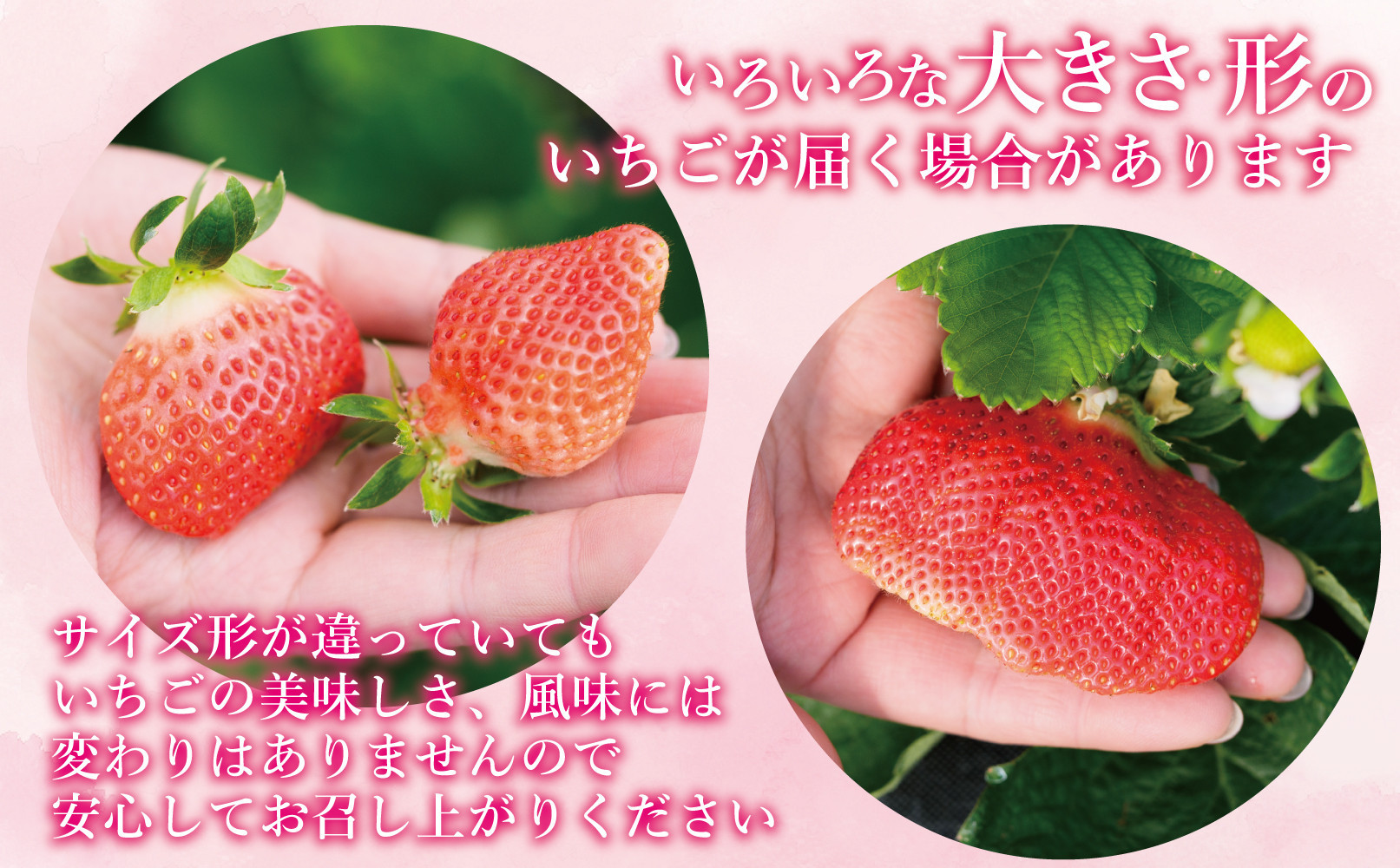 ★先行予約★いちごの王様 福岡県産博多あまおう250g×4パック【2027年2月中旬～3月順次出荷予定】