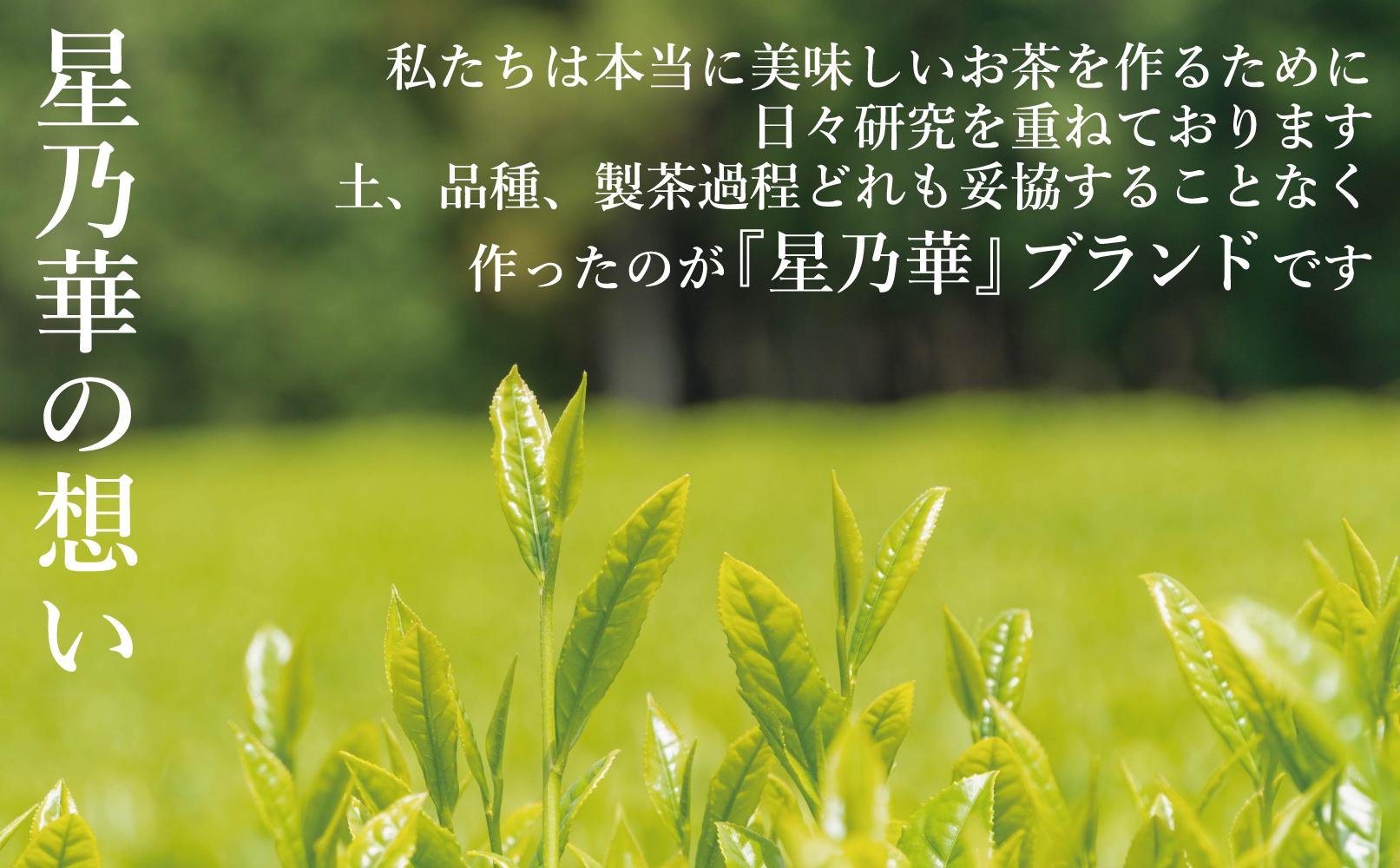 訳あり品 八女星野茶 深蒸し茶1100g【八女茶】