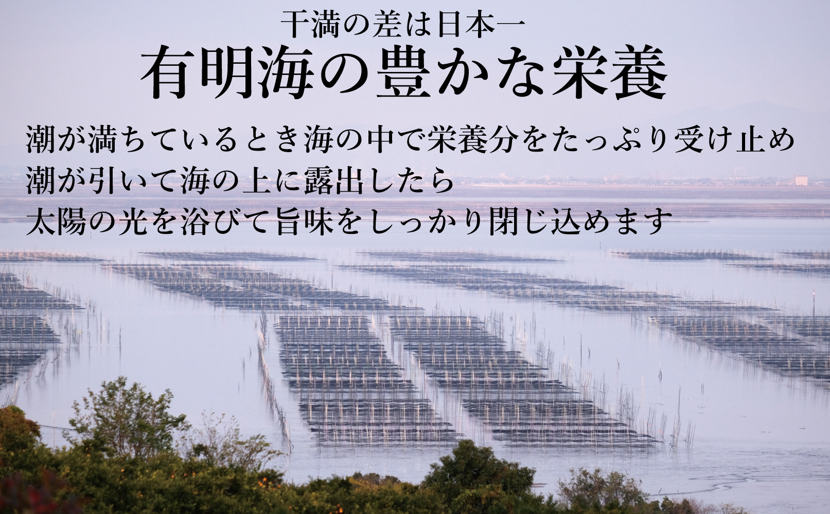 福岡有明海苔 味海苔 大丸ボトル 10切80枚×6本セット