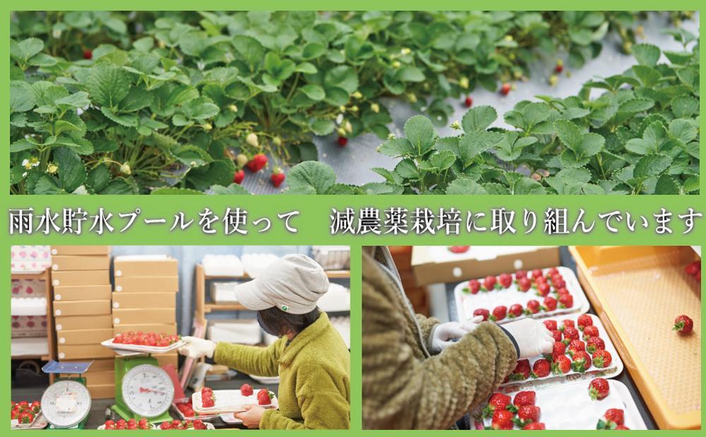 【2027年1月～4月出荷分予約販売】★開けてびっくり★驚きのボリューム完熟あまおう大玉詰め合わせ1200g
