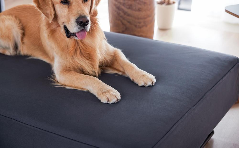 ãæ¬äœåæ¿ã«ããŒ(åè²)ã»ããã ãªããã£2 ãœãã¡ 160cm 3人æã ããŒã¯ã°ã¬ãŒãã¢ãŒãã«ãã倧å·å®¶å
·ã