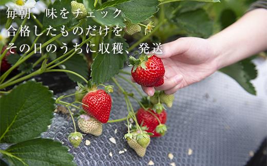 【2026年1月～4月出荷分予約販売】武下さんちのあまおう 中玉盛り合わせ1000g（500g×2パック）