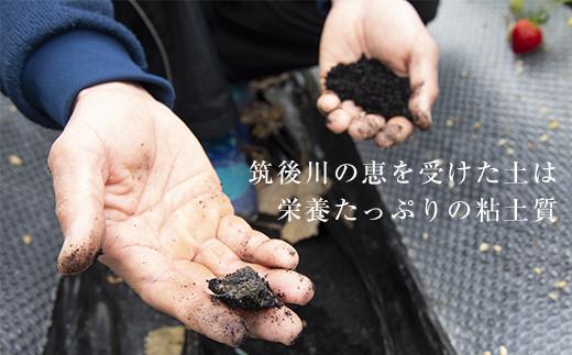 【2026年1月～4月出荷分予約販売】武下さんちのあまおう 中玉盛り合わせ1000g（500g×2パック）