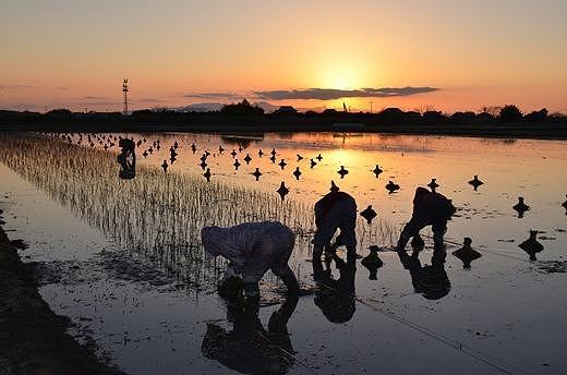 蝗ス逕」縺闕峨Λ繧ー 繧オ繝ウ繝医せ 繧ー繝ェ繝シ繝ウ 191テ250cm