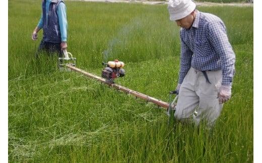 い草玄関マット DX涼風 グリーン 60×90