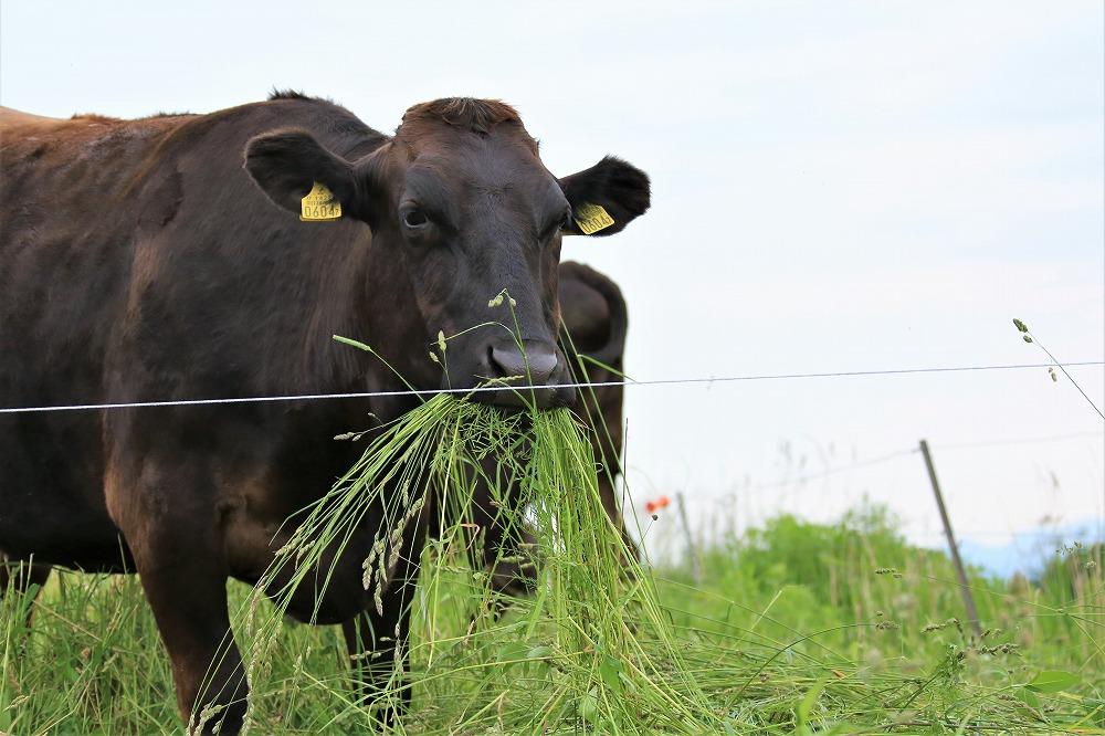 (全3回定期便)【A5～4等級】博多和牛サーロインステーキ 200g×5枚