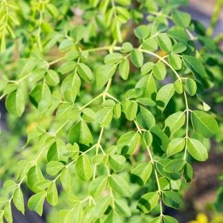 çŠå²¡ç倧å·åžç£ ã¢ãªã³ã¬ 100ïŒ
ããŠã㌠(200g) ç²æ« ãµããªã¡ã³ã