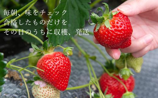 【2026年1月～4月出荷分予約販売】★たっぷり！2倍の量★武下さんちの「完熟あまおう」3Lサイズ 900g入り