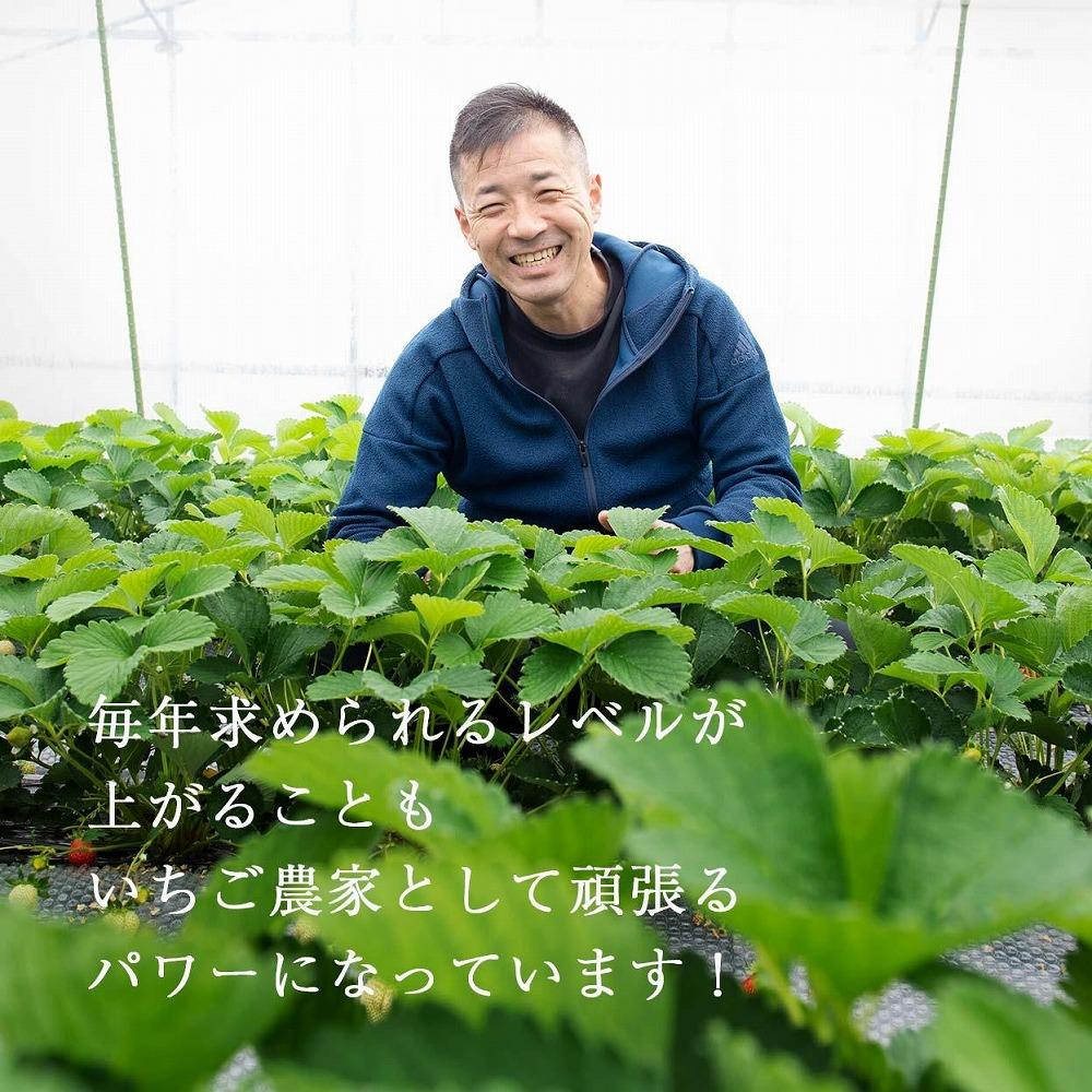 【2026年1月～4月出荷分予約販売】★たっぷり1000g！★ミニサイズの「完熟あまおう」セット