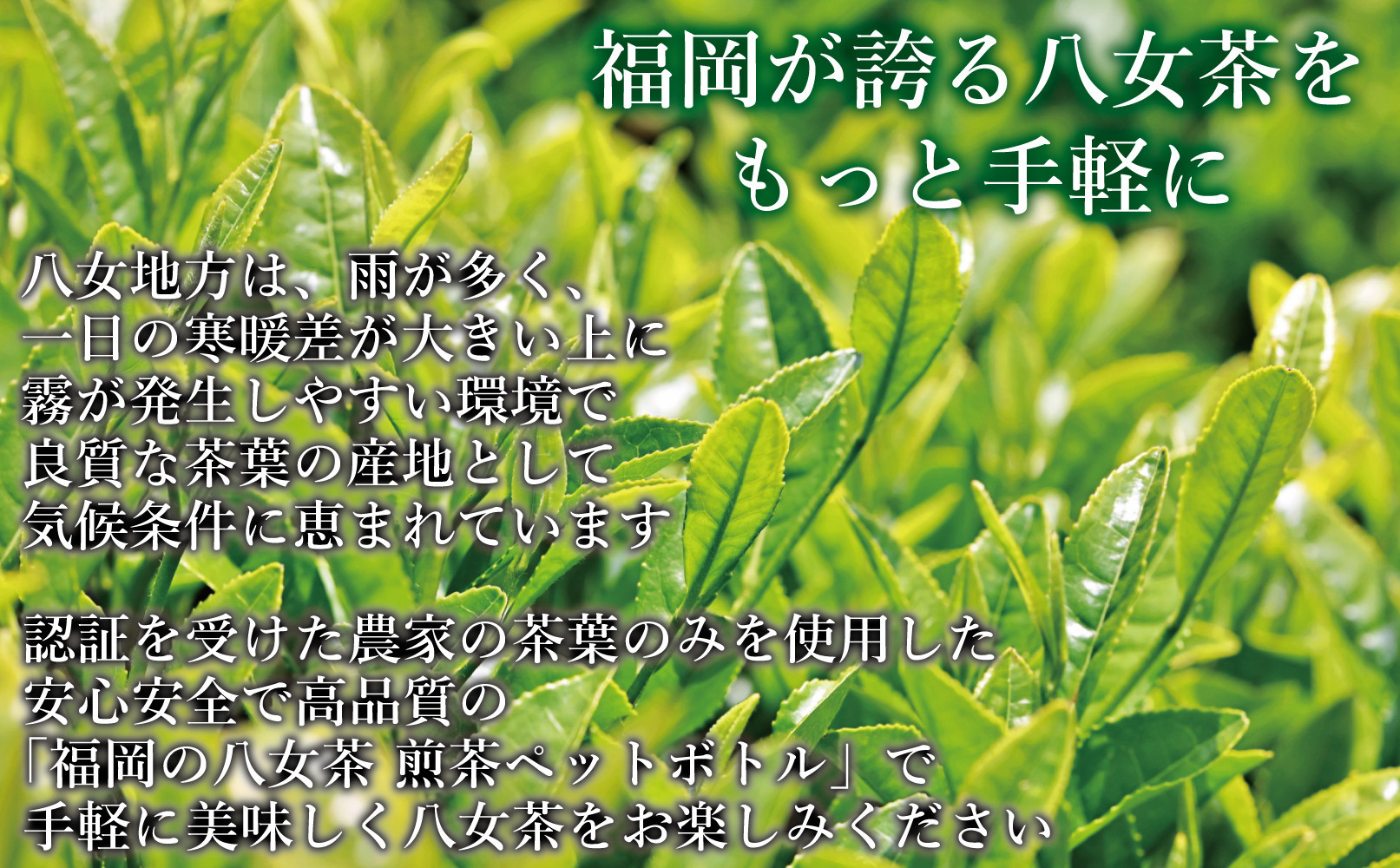 【八女茶】煎茶ペットボトル 500ml×24本