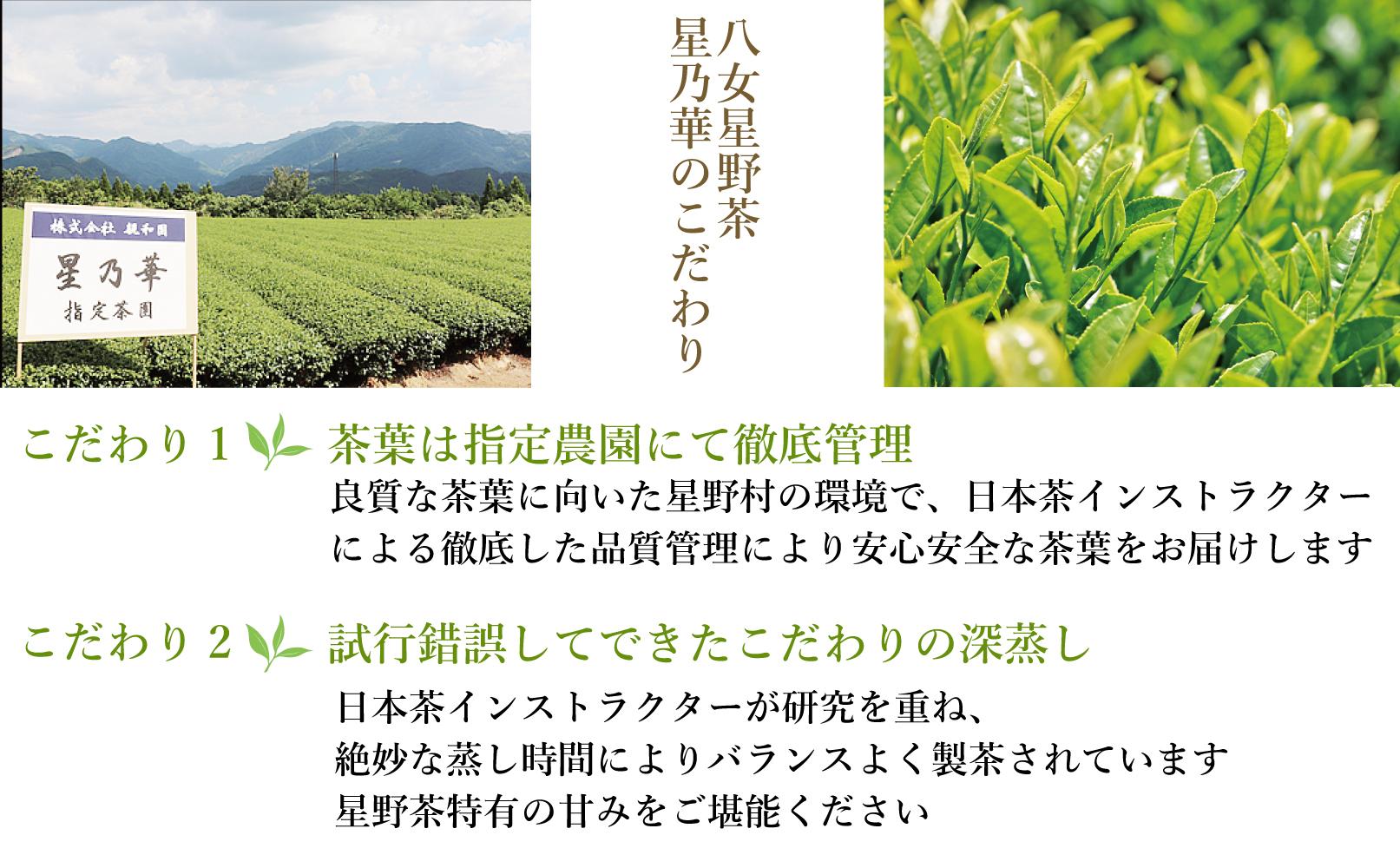 訳あり品 八女星野茶 深蒸し茶1100g【八女茶】