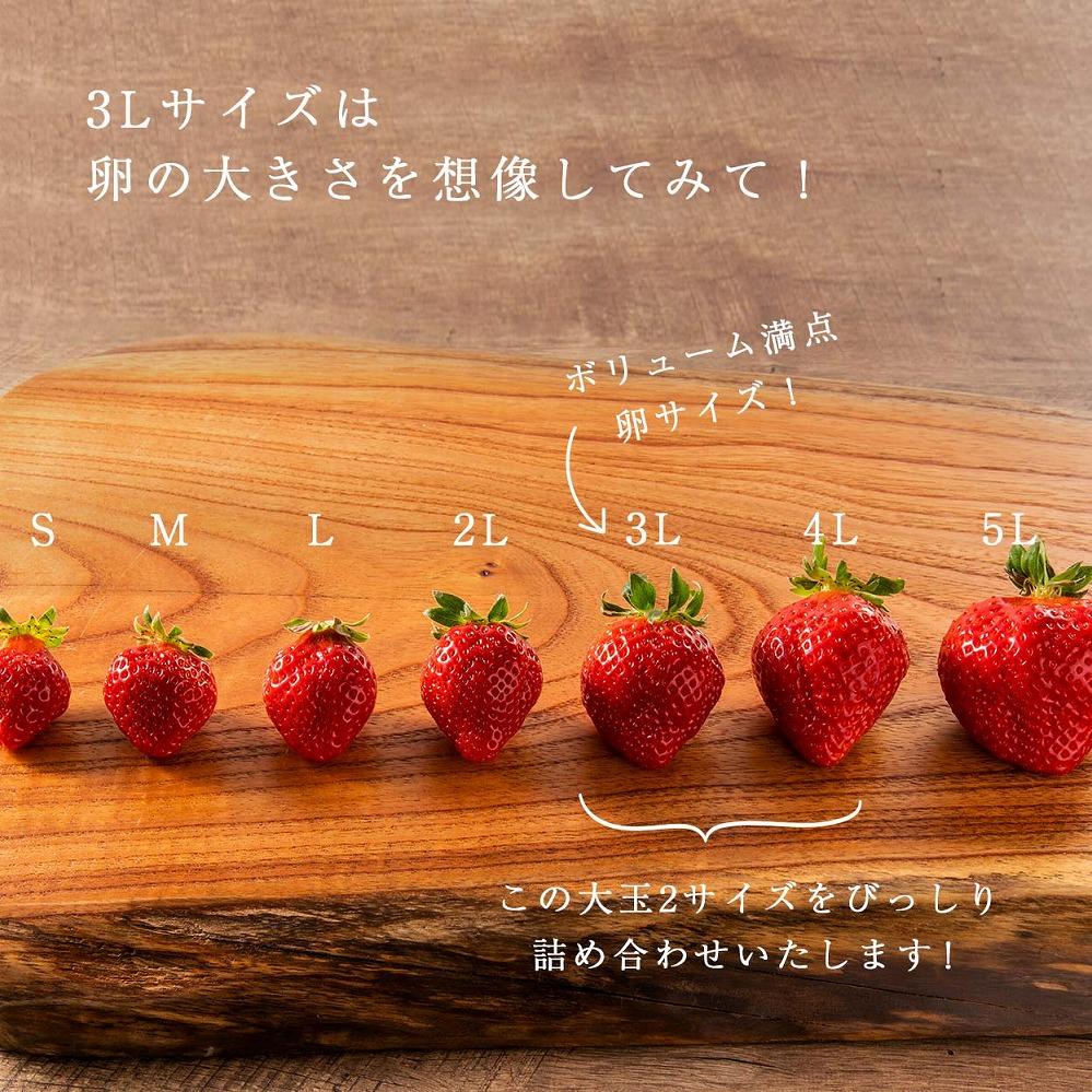 【2027年1月～4月出荷分予約販売】★身近な人間関係のお祝いに★「完熟あまおう」3L～4Lミックス詰め合わせ 900g入り