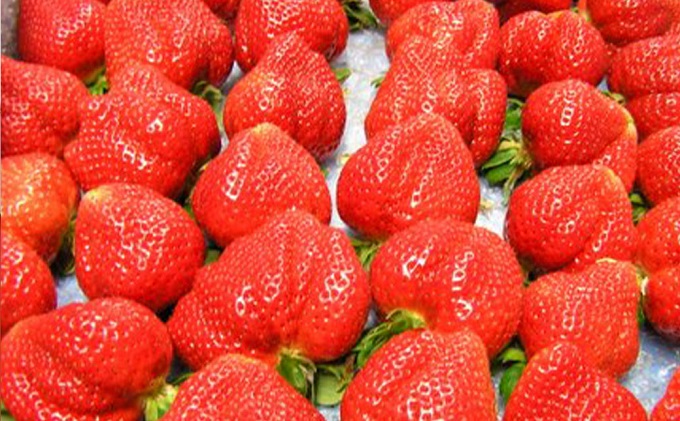 繧「繧、繧ケ繧ッ繝ェ繝シ繝 縺ゅ∪縺翫≧ 逕倬 6蛟 繧サ繝繝 繝斐Α繝ォ繝サ繧ェ繝ォ繝壹Α 遖丞イ。迚ケ逕」 縺縺。縺 逕倬 繧「繧、繧ケ 繝繧カ繝シ繝 繧ケ繧、繝シ繝 驟埼∽ク榊庄シ壽イ也ク縲髮「蟲カ