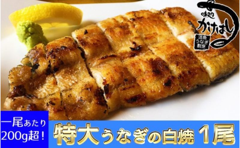 心に染みる「かけはし」の味 特大 うなぎの白焼き 1尾 鰻 