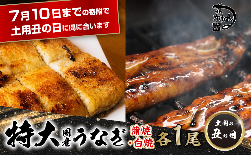 心に染みる かけはし 特大 国産 うなぎ 蒲焼き 白焼き 1尾あたり300～400g 国産 鰻 美味しい 備長炭焼き 職人仕上げ 素材の旨み ふっくら肉厚 タレ付 贅沢 ご褒美 特別な日 グルメ お取り寄せ 福岡 老舗