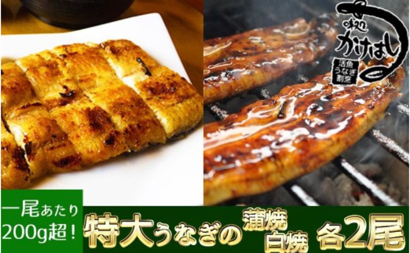 心に染みる「かけはし」の味 特大 うなぎの蒲焼き 白焼き（各2尾） 秘伝のタレ付 鰻