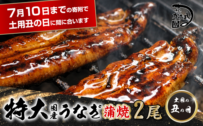 心に染みる かけはし 特大 国産 うなぎ 蒲焼き 2尾 1尾あたり300～400g 国産 鰻 美味しい 備長炭焼き ふっくら肉厚 タレ付き 贅沢 ボリューム満点 ご褒美 グルメ お取り寄せ 福岡 老舗