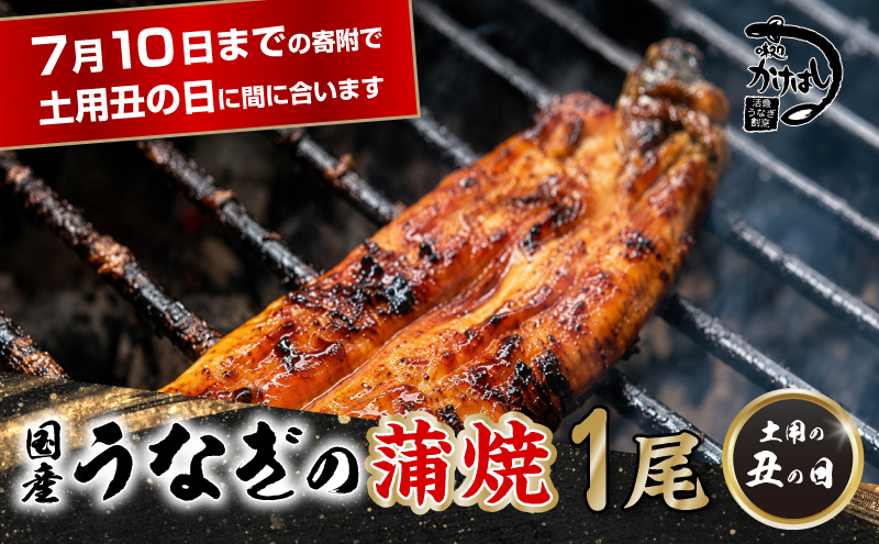 昭和52年創業の味 手焼き 国産 うなぎ 蒲焼き 1尾 200～300g  国産 鰻 美味しい 職人仕上げ ふっくら肉厚 タレ付き 冷凍発送 土用丑の日 ギフト 贈答用 お取り寄せ グルメ ご飯のお供 九州 福岡 老舗の味