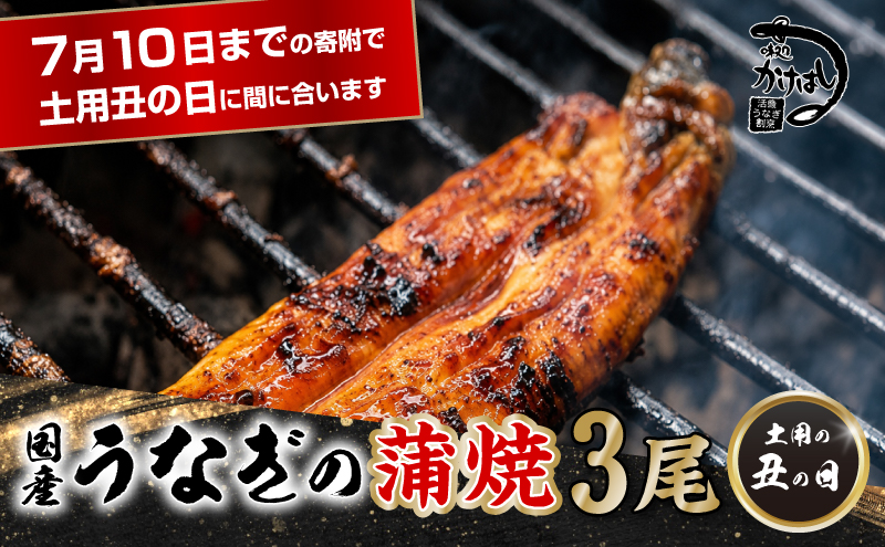 昭和52年創業の味 手焼き 国産 うなぎ 蒲焼き 3尾 1尾あたり 200～300g 国産 鰻 美味しい 職人仕上げ ふっくら肉厚 タレ付き 冷凍発送 土用丑の日 ギフト 贈答用 お取り寄せ グルメ ご飯のお供 九州 福岡 老舗の味