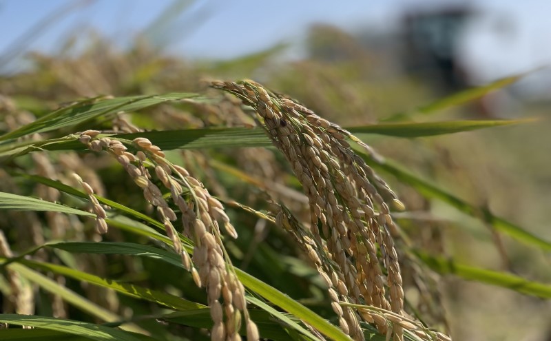 米 5kg 令和7年度産米 ひのひかり 筑後小郡産 農家直送 お米 コメ 