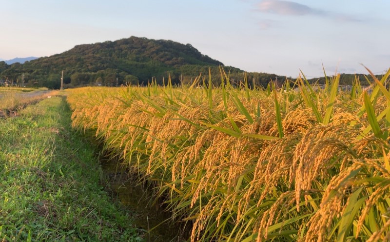 米 5kg 令和7年度産米 ひのひかり 筑後小郡産 農家直送 お米 コメ 