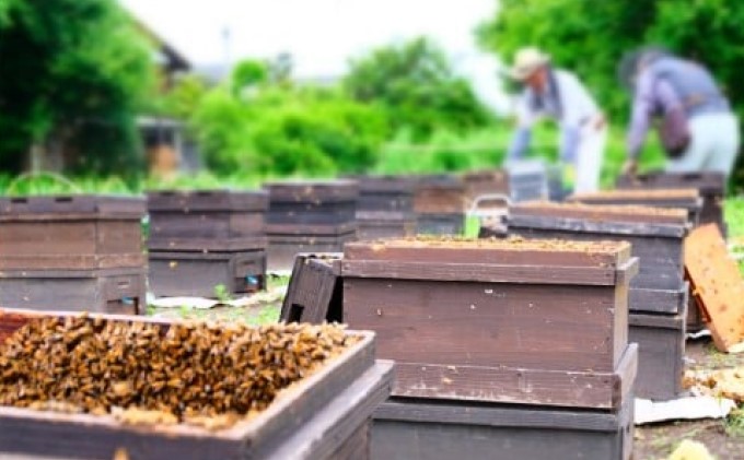 はちみつ 国産 天然 純はちみつ スティックハニー 3種 各20本 もちの木＆やまみつ＆れんげ ハチミツ 蜂蜜 ハニーベル 