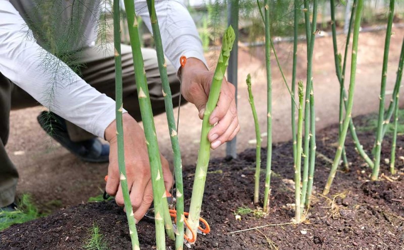 【先行予約】発送2026年4月 アスパラガス 小郡産 朝採りアスパラガス 500g (L、2Lサイズ混) 野菜 永利農園 