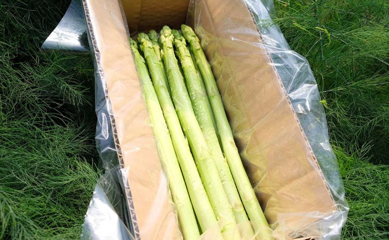 【先行予約】発送2026年4月 アスパラガス 小郡産 朝採りアスパラガス 1kg (SS、S、M、L、2Lサイズ混) 野菜 永利農園 