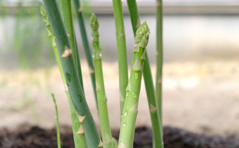 【先行予約】発送2026年4月 アスパラガス 小郡産 朝採りアスパラガス 1kg (L、2Lサイズ混) 野菜 永利農園 