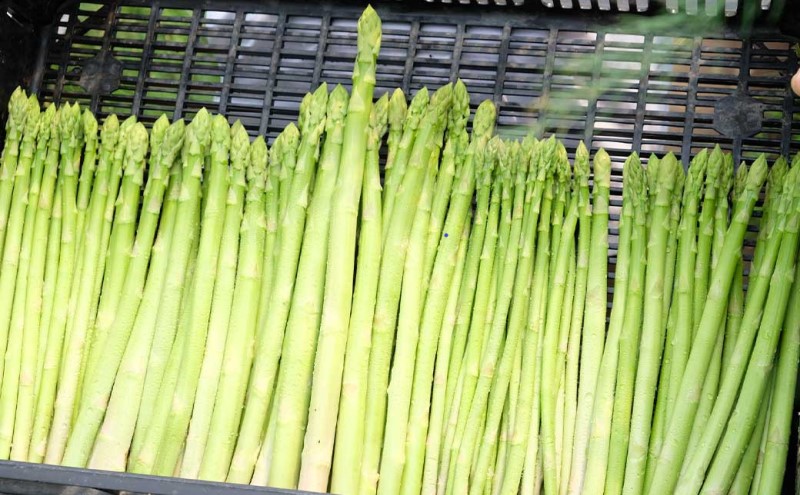 【先行予約】発送2026年4月 アスパラガス 小郡産 朝採りアスパラガス 1kg (L、2Lサイズ混) 野菜 永利農園 