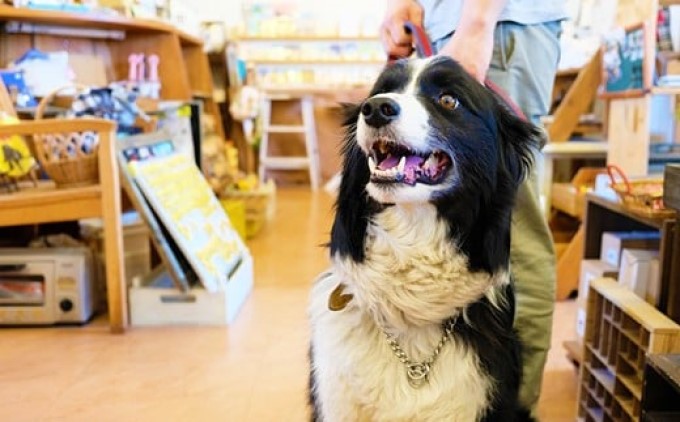 繝壹ャ繝育畑蜩 迪ォ縺。繧繧捺Φ縺縺ョ迪ォ蝙 繝輔シ繝峨せ繧ソ繝ウ繝 繝帙Ρ繧、繝 繝壹ャ繝 迪ォ 縺ュ縺